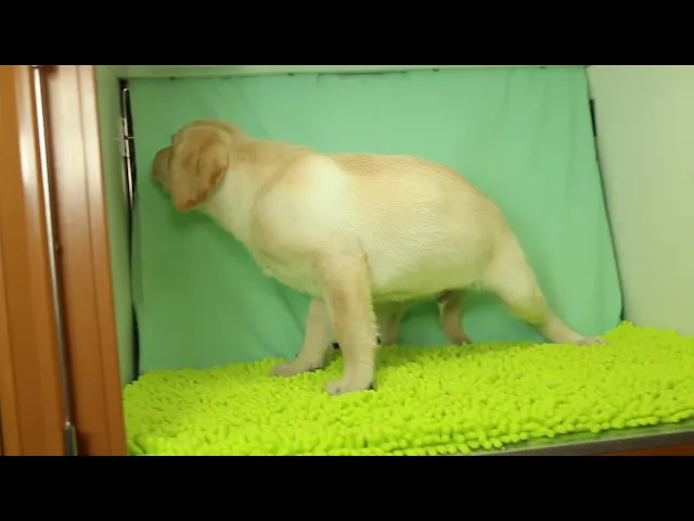 動画