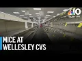 Wellesley CVS stops food sales over issue with mice