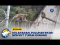 Download Lagu Diduga Kelaparan, Puluhan Ekor Monyet Turun Gunung
