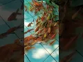 Lagu KURA KURA \u0026 IKAN MAS #shorts #short #kurakura #ikan #ikanhias #ikanmas #turtle #turtles #fish #kolam