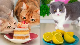 Can Cats Eat This