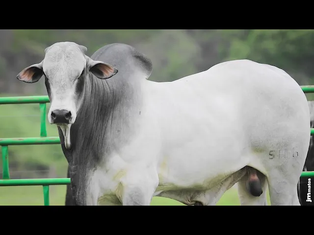 Touro Nelore AFOM - 5166