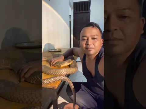 Badai king cobra sudah sembuh