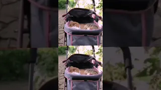 كوكتيل مشكل موقع يختص بعرض فيديوهات مميزة جدا   وسع  صدرك                                           دندنها