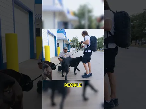 Cane Corso Guardian Temparment Explained #dog #canecorso #shorts