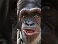 Download Lagu WITCH DOCTOR #cartoons #music #song #ooheeoohahahtingtangwallawallabingbang #chimpanzee #bing #bang