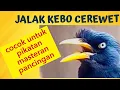 Download Lagu JALAK KEBO GACOR JERNIH SUARA PIKAT TERBAIK MASTERAN JUGA OKE || JAVAN MYNA CHIRPING