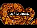The Potential of the Ultramel Ball Python