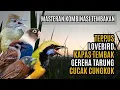 Download Lagu MASTERAN KOMBINASI MEWAH BESETAN CUNGKOK GEREJA TARUNG, TEPPUS, KAPAS TEMBAK, LOVEBIRD