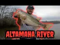 CATCHING GIANT ALTAMAHA RIVER BASS