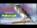 Download Lagu Pancingan KENARI !!! Suara PANCINGAN KENARI PAUD Belajar BUNYI Ngeriwik | MASTERAN Kenari PAUD #501