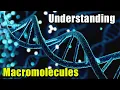 Macromolecules The Building Blocks of Life