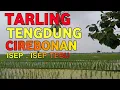 Download Lagu isep-isep tebu / Mimi Carini #tarlingklasik #tarlingcirebonan