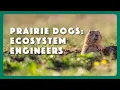 Prairie Dogs Ecosystem Engineers