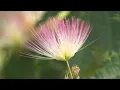 UGA Extension agents say tree with pretty pink flowers is pretty bad WSB-TV