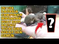 Download Lagu MEMBERI MAKAN ANAK BAJING KELAPA/TUPAI KELAPA YANG MASIH MEREM/BELUM MELEK PAKE SUN RASA PISANG