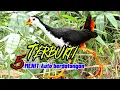 Download Lagu SUARA BURUNG RUAK-RUAK ASLI AMPUH SUARA JERNIH TERBUKTI LANGSUNG DATANG 