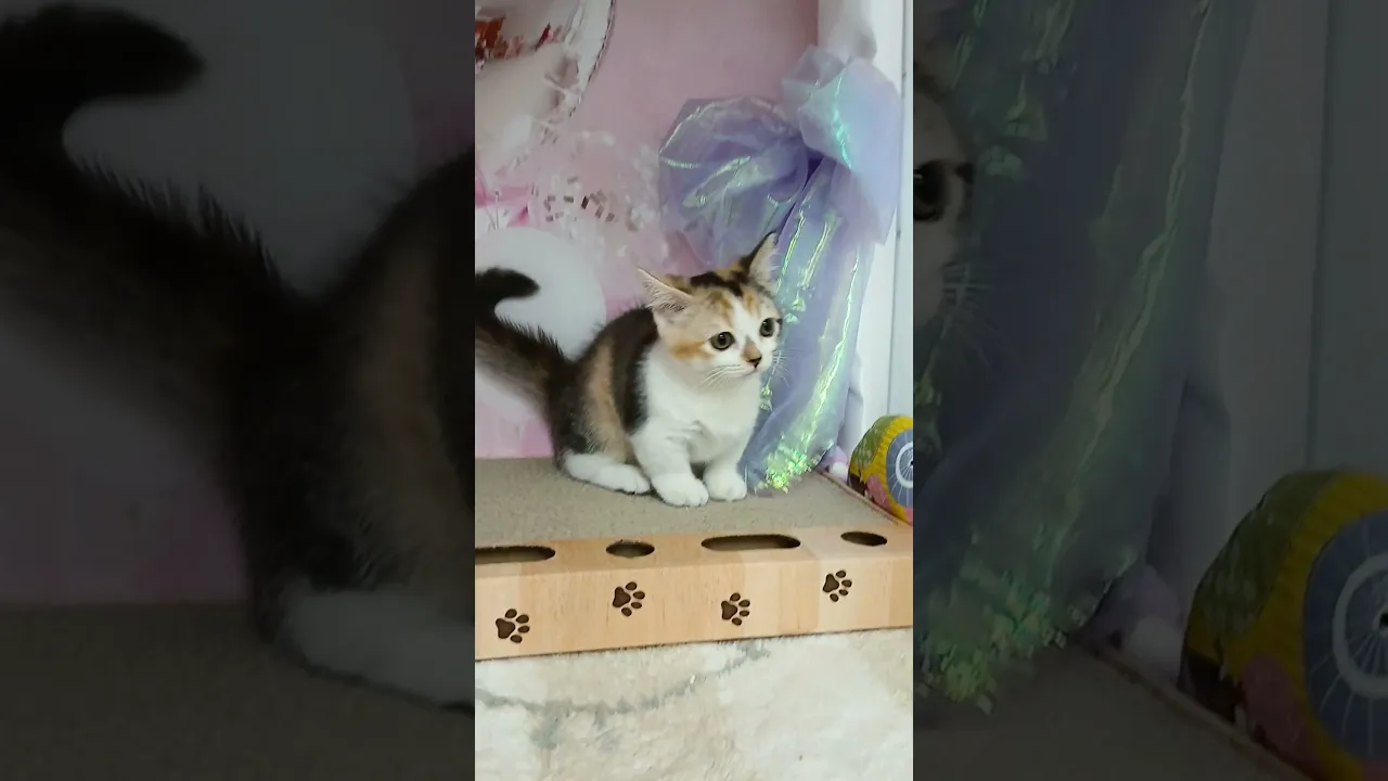 動画