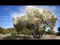 What s Growing On Pollen Levels Surging