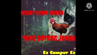 Download PIKAT AYAM HUTAN F1 (Es Campur Es) MP3