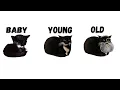 Maxwell cat but he Lived All His Life