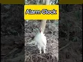 Download Lagu Alarm Clock for Many #shorts #rooster   #alarm
