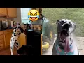 Funny Great Danes Dog Videos Try Not To Laugh
