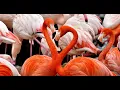 Download Lagu Flamingo (Flamenco)