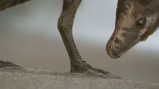When you re a baby in Prehistoric Planet