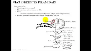 VÍDEO AULA DE VIAS MEDULARES EFERENTES