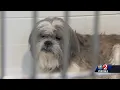 Halifax humane shelter