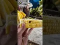 Download Lagu VIRAL GOYANG AJE GILE...
