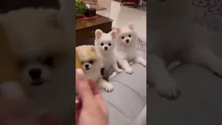 سگ سگ شکمو ناز حیوانات بامزه پامرانین 