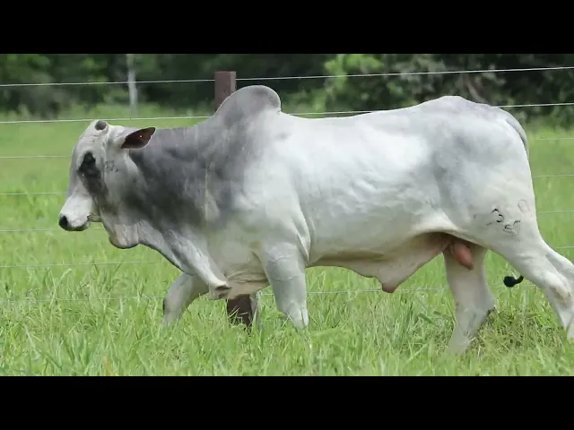 Touro Nelore ROZZ - 2380