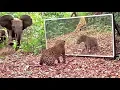 Download Lagu Gabon' Jungle: A leopard addicted to large mirrors refuses to share it with elephant moms and calves