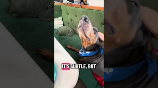 Link in the description.. #Fyp #dream #YouTube #doberman #pets