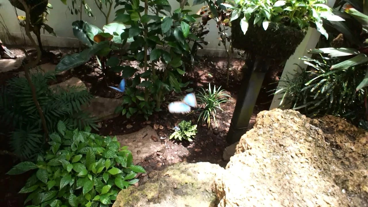 Inside Key West Butterfly Conservatory