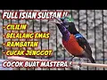 Download Lagu MASTERAN KONIN GACOR FULL ISIAN MEWAH INI, 97% COCOK BUAT PANCINGAN KOLIBRI NINJA AGAR CEPAT EMOSI