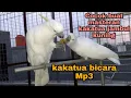 Lagu Masteran kakatua jambul kuning bicara Asalamualaikum Mp3