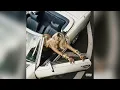 Yung Miami - F You (Sped Up) (DJ Baller Mix)