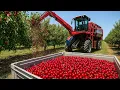 How American Farms Use Machines to Harvest 7 9 Billion Tons of Cherries