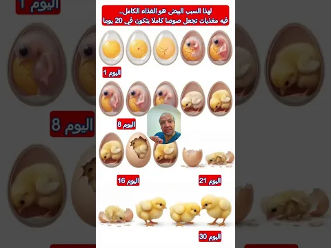 🥚 البيض… غذاء متكامل في حجم صغير! تحتوي البيضة الكاملة على البروتين عالي الجودة، والدهون المفيدة،