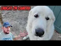 Download Lagu Reuzenwaakhond is zojuist verdwenen