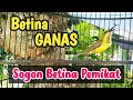 Download Lagu SOGON BETINA PIKAT MEMANGGIL JANTAN AMPUH UNTUK PANCINGAN SOGON AGAR BUNYI CEPAT GACOR