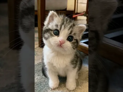 π» Cute Cat Reaction ππ± | Adorable Cat Expressions #CatShorts