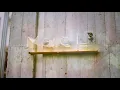Kalaido – Yume- Hip Hop Relax Chill - Beats to relax - Live Music.