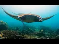 Download Lagu Diving in Komodo National Park, Sumbawa \u0026 Moyo Islands