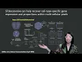 Reference-free cell type deconvolution of spatial transcriptomics data with STdeconvolve