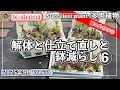 Download Lagu 634{多肉植物} 夏の片付け第６弾！９ヶ月前の箱庭の仕立て直し【多肉事】【葉挿し苗】【多肉狩り】【抜き苗】【ba多肉】【baチャンネル】【Succulent】