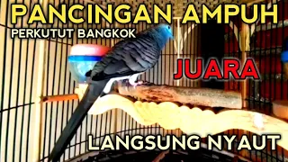 Download PANCINGAN PERKUTUT BANGKOK JUARA - LANGSUNG GACOR MP3